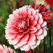 Жоржина Фімбріата Red and White Fubuki