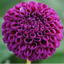 Жоржина Помпонна Rocco