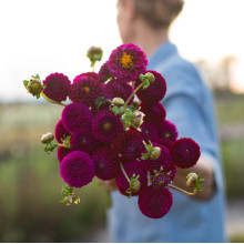 Жоржина Помпонна Rocco