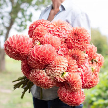 Жоржина Помпонна Sylvia