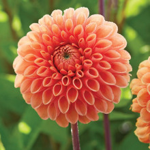 Жоржина Помпонна Sylvia