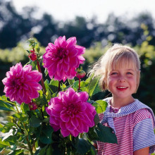 Жоржина високоросла Thomas A Edisson