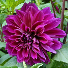 Жоржина високоросла Thomas A Edisson