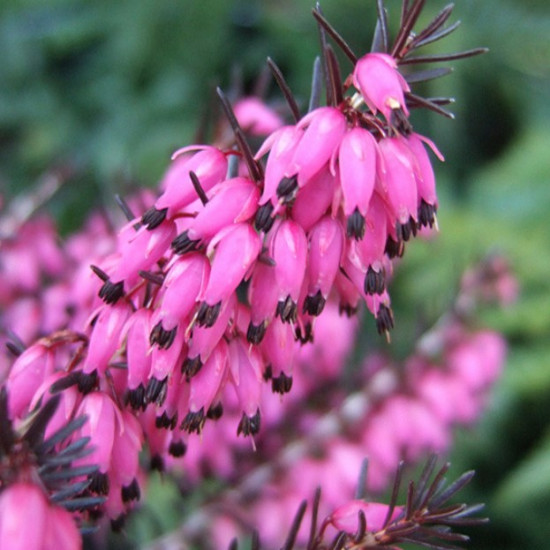 Еріка Challenger (Челленджер)