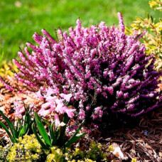 Еріка Darley Dale