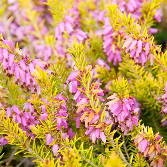 Еріка Eva Gold (Єва Голд)