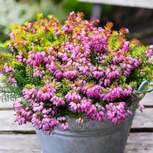 Еріка Foxhollow (Фоксхоллоу)