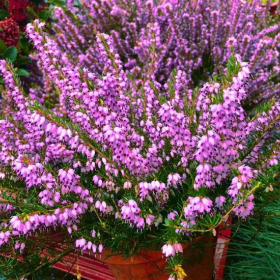 Еріка Furzey (Фурзі)