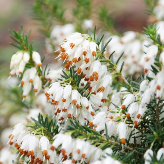 Еріка Golden Starlet (Голден Старлет)