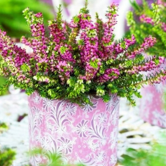 Еріка Kramer's Rote