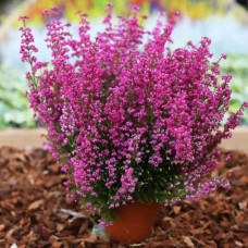 Еріка Rosita (Росіта)