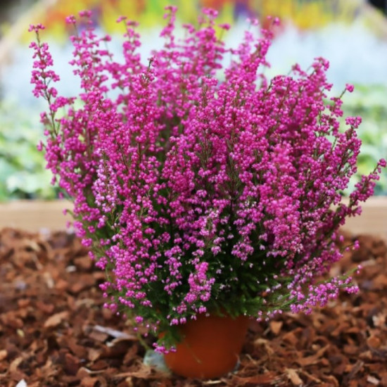 Еріка Rosita (Росіта)