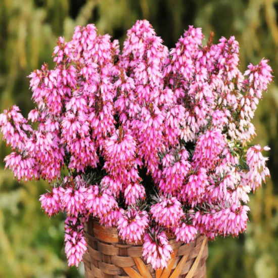 Еріка Rubinette (Рубінетте)