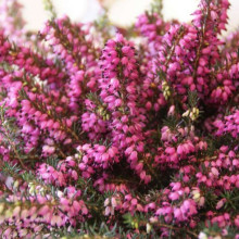 Эрика Rubinteррich (Рубинтеррих)