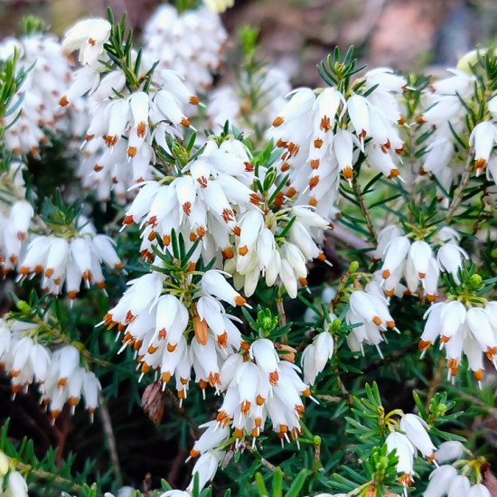 Еріка Snow Queen (Сноу Квін)