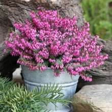 Еріка Tanja (Таня)