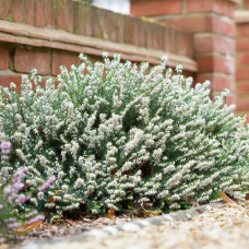 Еріка White Perfection