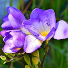 Фрезія проста Blue