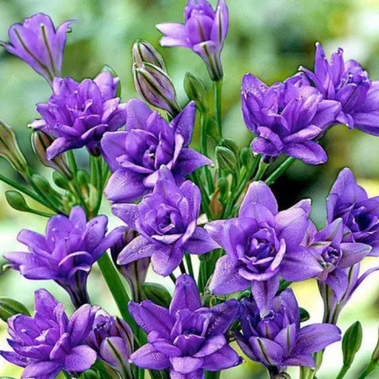 Фрезія махрова Purple