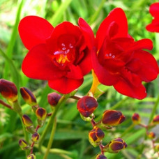 Фрезія махрова (повна) Red