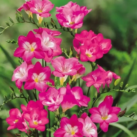 Фрезія проста Rose