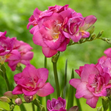 Фрезія повна Rose