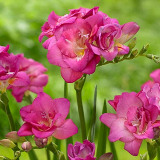 Фрезія повна Rose