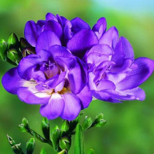 Фрезія махрова (повна) Blue