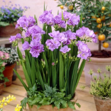 Фрезія махрова (повна) Lavender