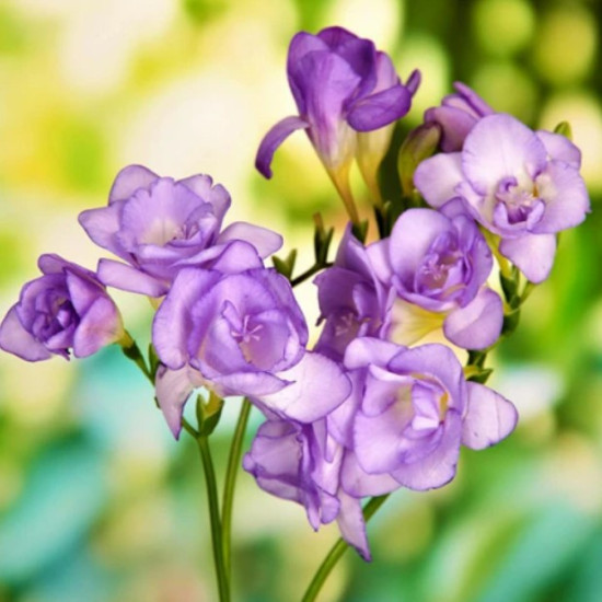 Фрезія махрова (повна) Lavender