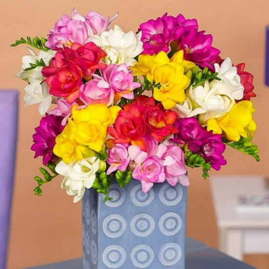 Фрезія махрова (повна) суміш