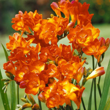 Фрезія махрова (повна) Orange