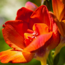 Фрезія махрова (повна) Orange