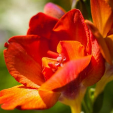 Фрезія махрова (повна) Orange