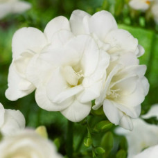 Фрезія махрова (повна) White