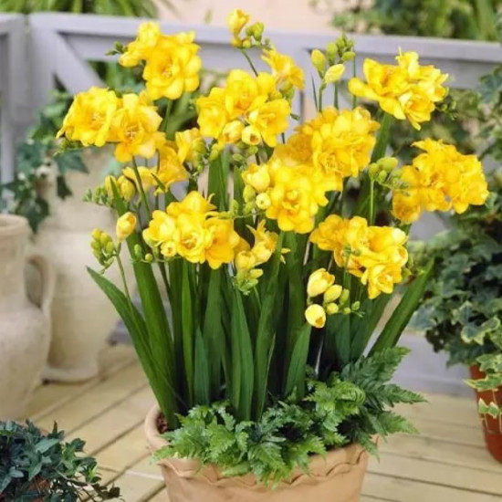 Фрезія махрова (повна) Yellow