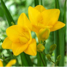 Фрезія проста Yellow