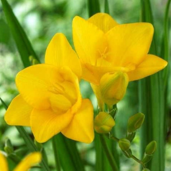 Фрезія проста Yellow