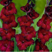 Гладіолус Великоквітковий Black Jack