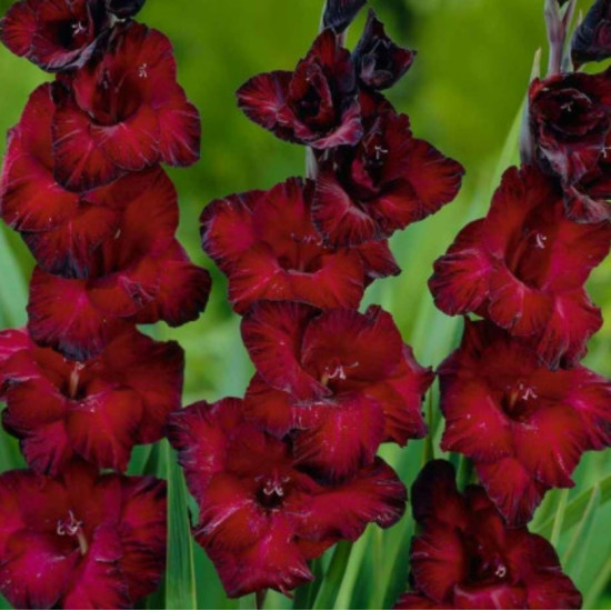 Гладіолус Великоквітковий Black Jack