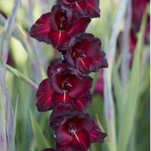 Гладіолус Великоквітковий Black Jack