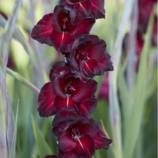 Гладіолус Великоквітковий Black Jack