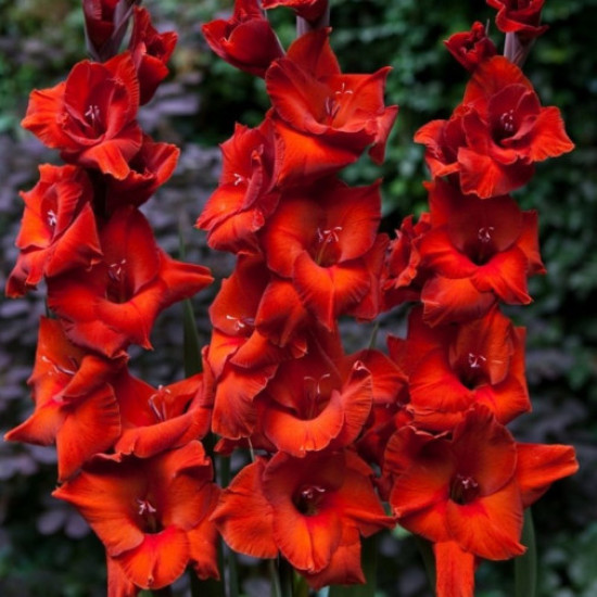 Гладіолус Великоквітковий Brown Sugar