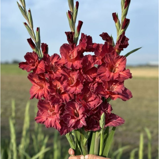 Гладіолус Великоквітковий Chocolate (10 цибулин)