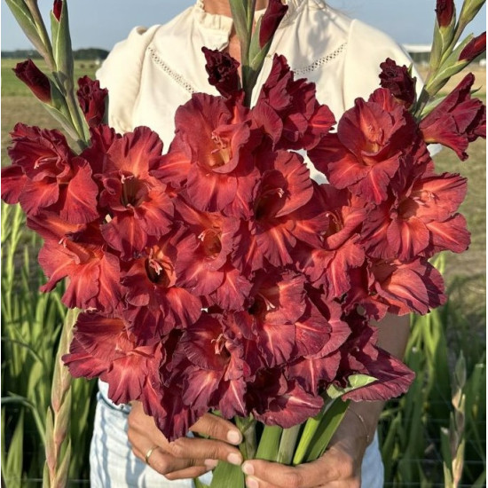 Гладіолус Великоквітковий Chocolate (10 цибулин)