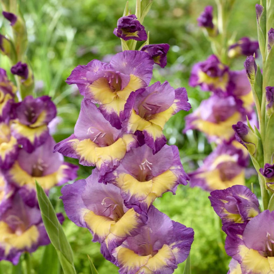 Гладіолус Великоквітковий Dynamite