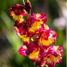 Гладіолус Великоквітковий Dynamite