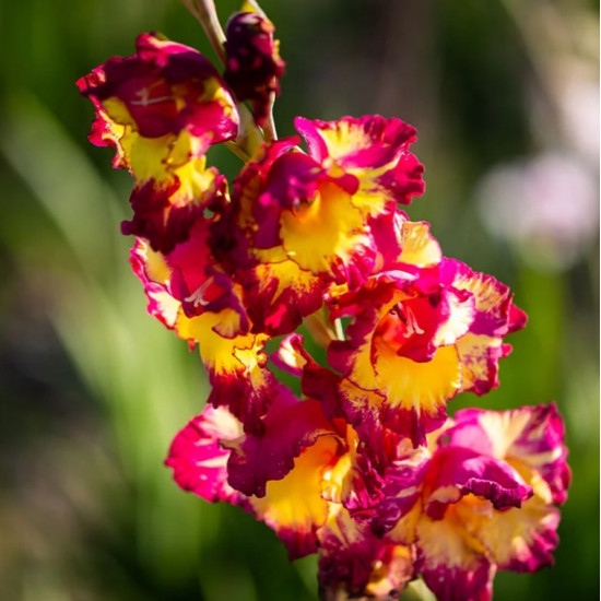 Гладіолус Великоквітковий Dynamite