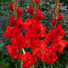 Гладіолус Гофрований Fire Frizzle