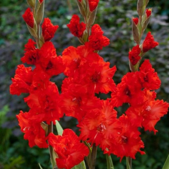 Гладіолус Гофрований Fire Frizzle